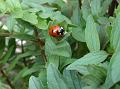2011-0321-1400_Ladybird_15,5C